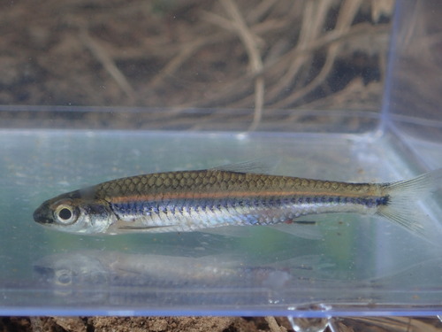 Burrhead shiner (Notropis asperifrons) — Cyprinidae — 4