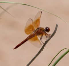 Libellula saturata