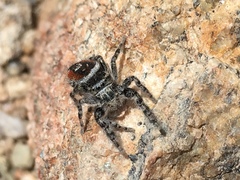 Phidippus tyrrelli
