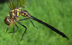 Somatochlora hineana