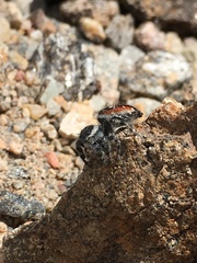 Phidippus tyrrelli