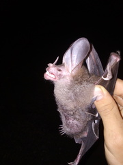 Chrotopterus auritus