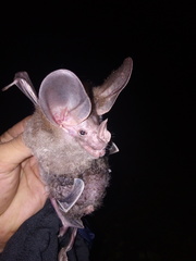 Chrotopterus auritus