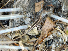 Chalarodon madagascariensis