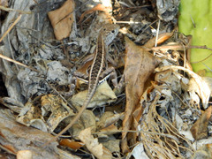 Chalarodon madagascariensis