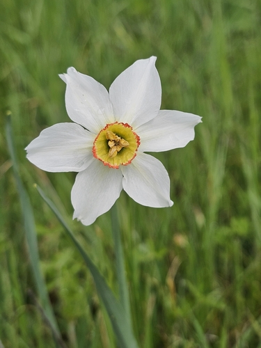 poet's narcissus (Narcissus poeticus)