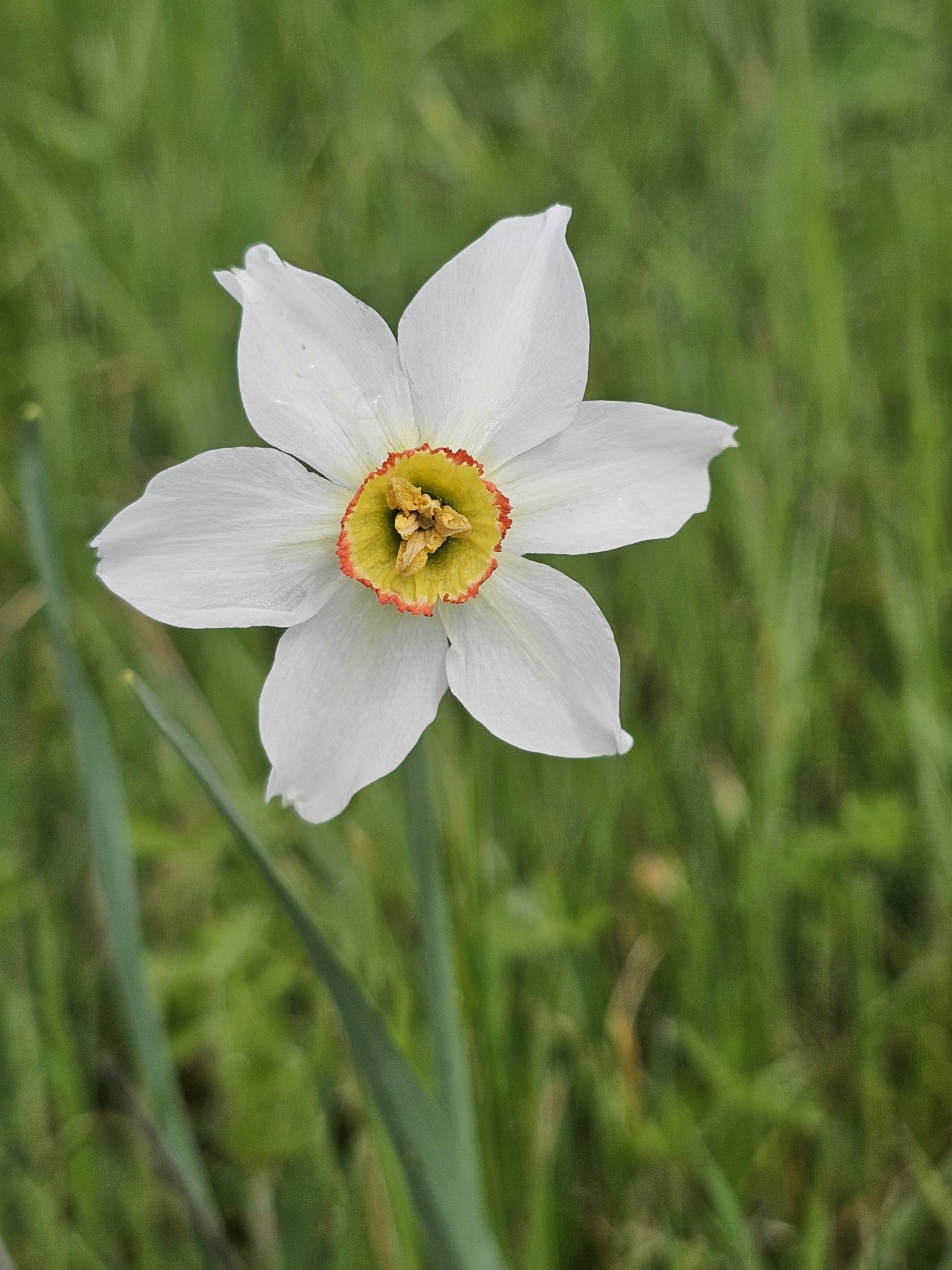 Narcissus poeticus