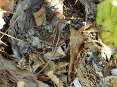 Chalarodon madagascariensis