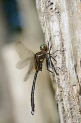 Somatochlora hineana
