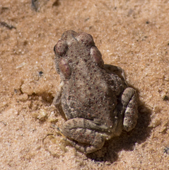 Anaxyrus microscaphus