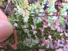 Lindsaea trichomanoides