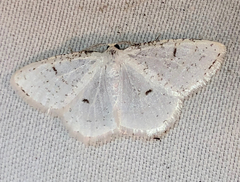 Protitame virginalis