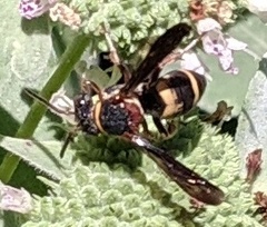 Epeolus bifasciatus