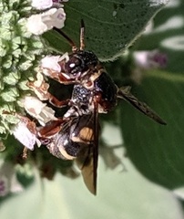 Epeolus bifasciatus