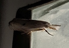 Microcrambus biguttellus