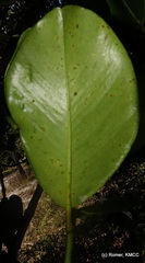 Garcinia