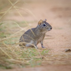 Spix's Yellow-Toothed Cavy photo 1