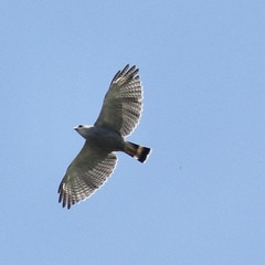 Buteo nitidus image