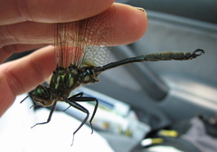 Somatochlora hineana