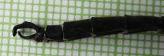 Somatochlora hineana