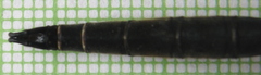 Somatochlora hineana