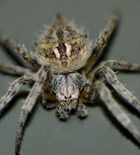 Broun's marbled orb-weaver