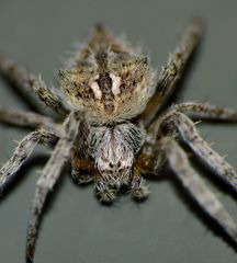 Backobourkia brouni