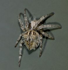 Backobourkia brouni