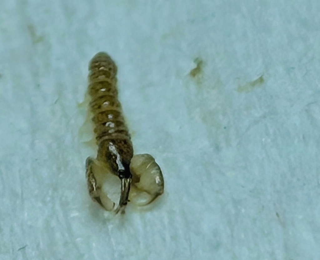 Sinelobus vanhaareni