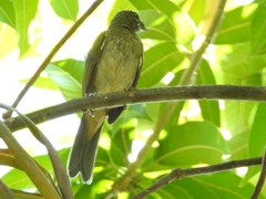 Aves