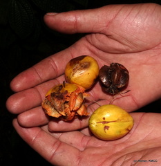 Donella fenerivensis