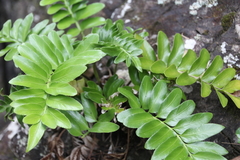 Asplenium decurrens