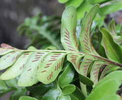 Asplenium decurrens