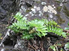 Asplenium decurrens