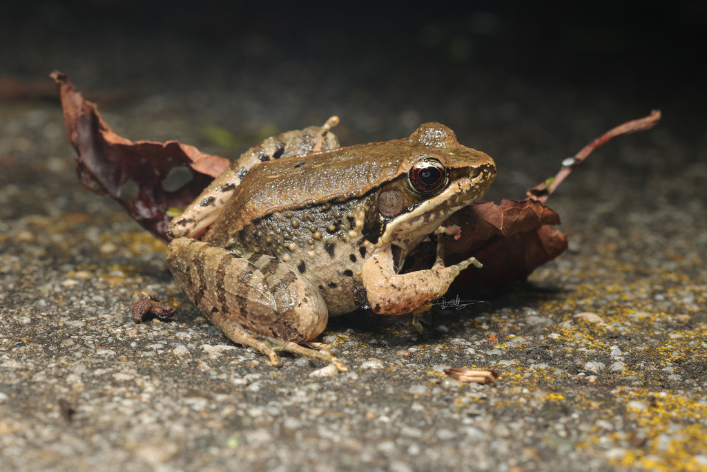 Xiangjiang Music Frog