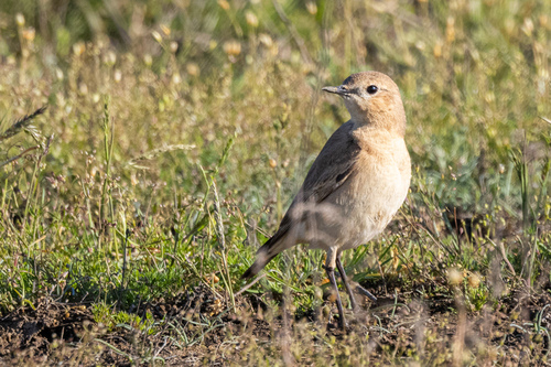 Collalba isabel (Oenanthe isabellina)