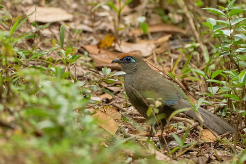 iNaturalist image