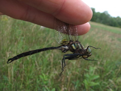 Somatochlora hineana