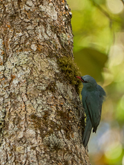 Nuthatch Vanga photo 1