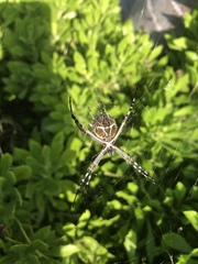 Argiope argentata