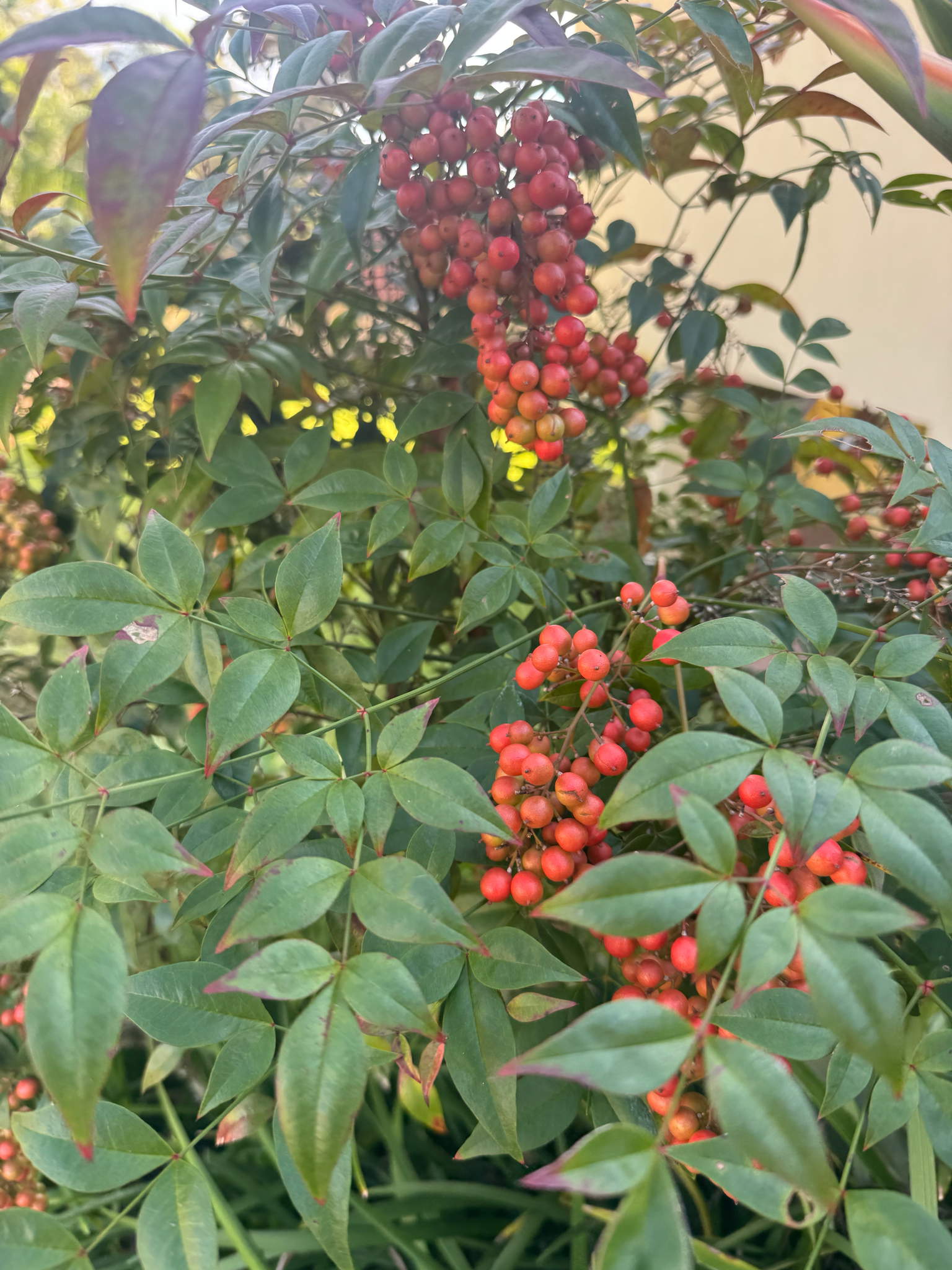 Nandina domestica