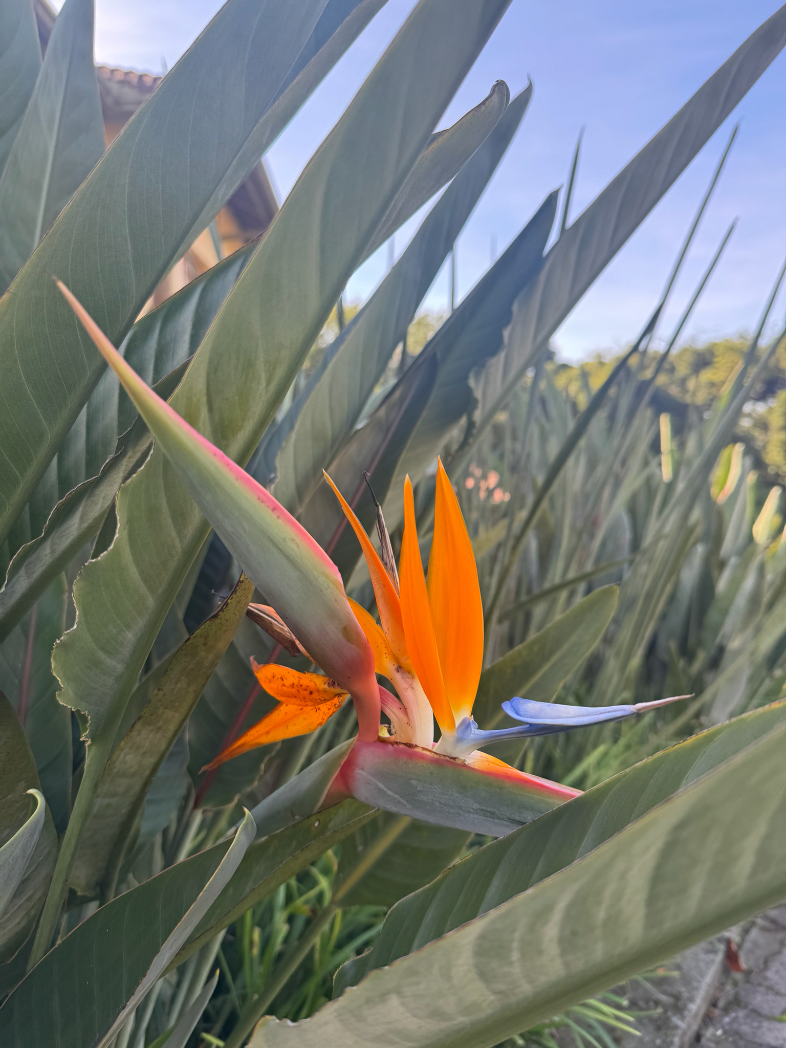Strelitzia reginae