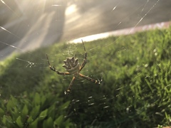 Argiope argentata