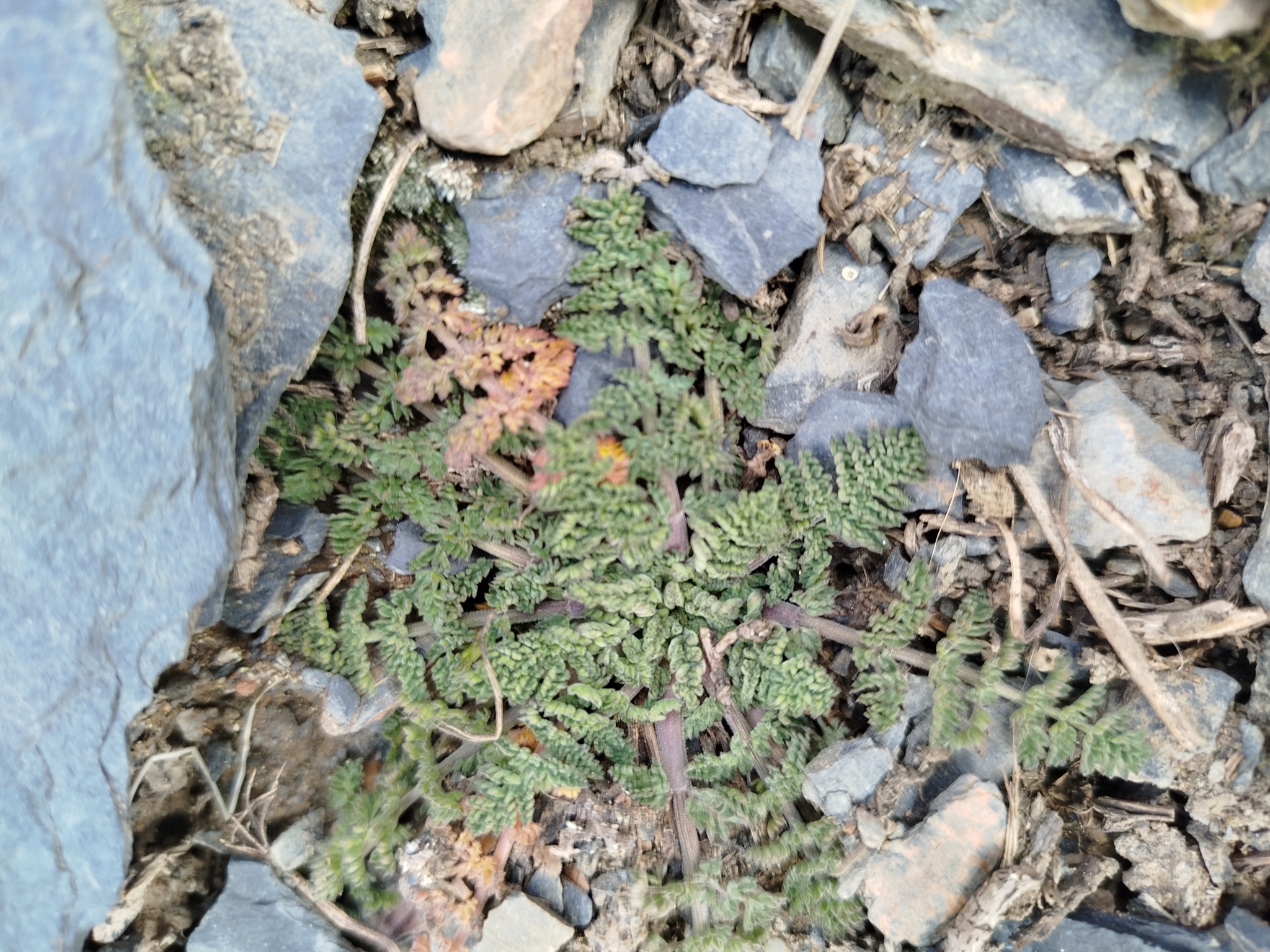 Chaerophyllum andicola