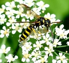 Sapyga centrata
