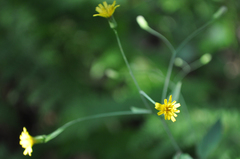 Hieracium venosum