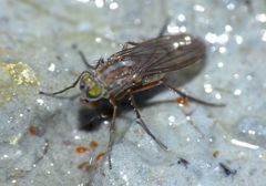 Tetrachaetus bipunctatus