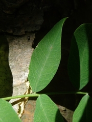 Caragana arborescens