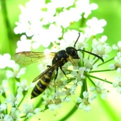 Sapyga centrata