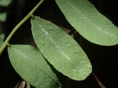 Caragana arborescens
